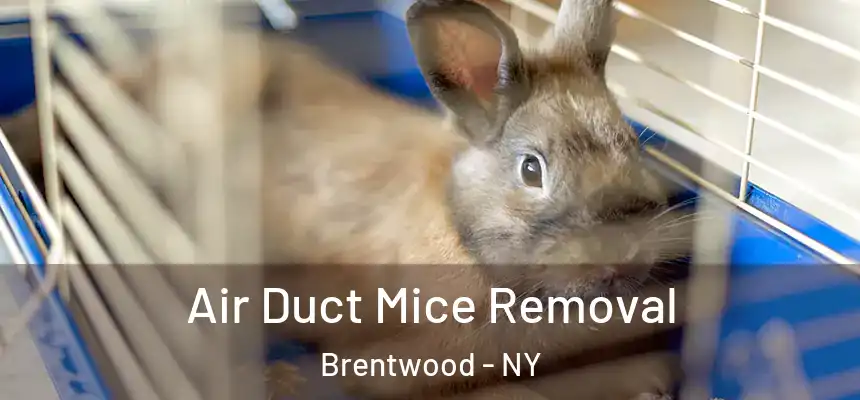 Air Duct Mice Removal Brentwood - NY